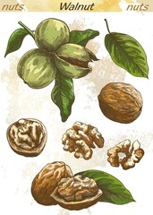 walnut color