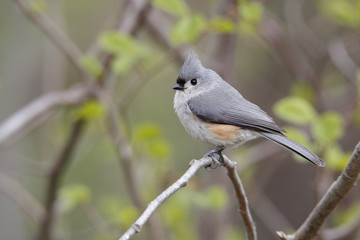 Tufted Titmouse (Baeolophus bicolor) perched on a branch in an oak savanna forest in spring - Grand Bend, Ontario, Canada
