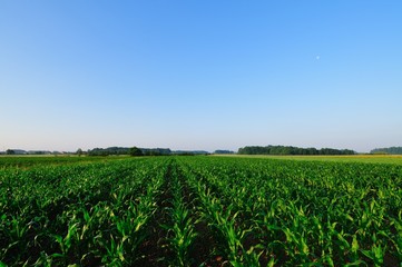 Green corn field in the morning