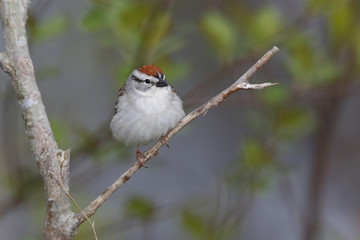 Chipping Sparrow (Spizella passerina) Perched on a Branch - Grand Bend, Ontario, Canada