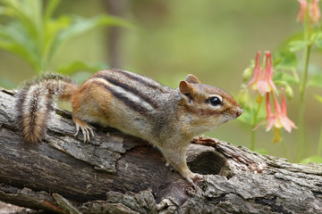 Eastern chipmunk (Tamias striatus) on a log next to a patch of Wild Columbine - Pinery Provincial...