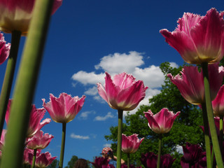 Naklejka premium Festival joyful tulips