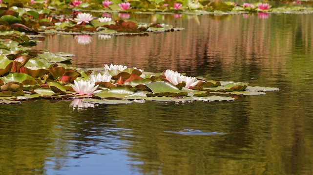 Nymphaea alba - Aquatic vegetation,
