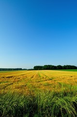 Obraz premium Barley field