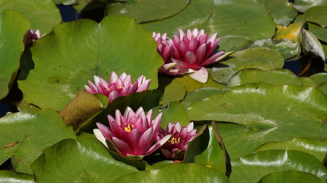 Nymphaea ,pink nymphea - Aquatic vegetation
