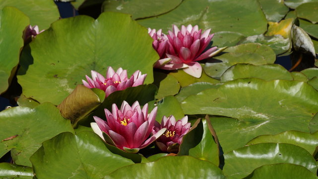 Nymphaea ,pink nymphea - Aquatic vegetation
