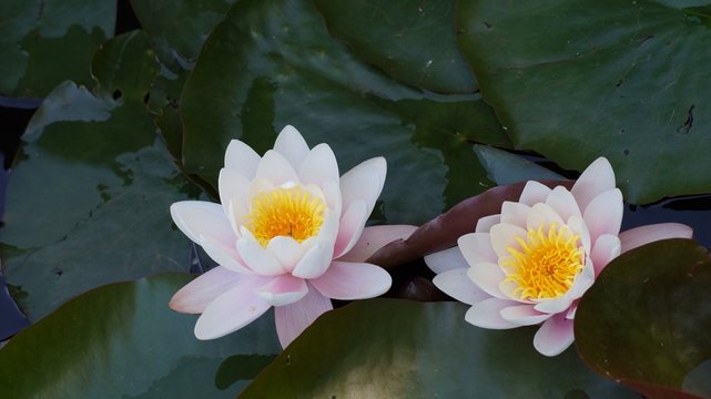 Nymphaea alba - Aquatic vegetation,
