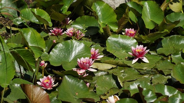 Nymphaea ,pink nymphea - Aquatic vegetation
