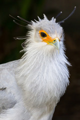 Portrait of a Secretary Bird of Prey