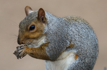 Cute Grey Squirrel