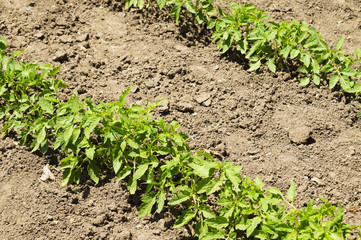 Tomato plants growing in the garden