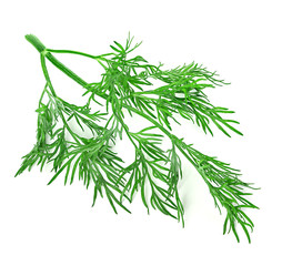 dill isolated on white background