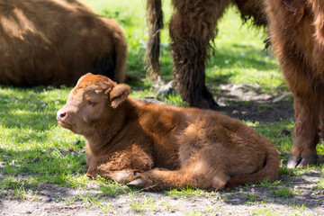 Fototapeta premium Galloway Rind Tierbaby