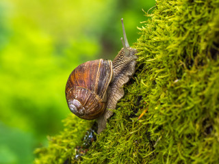 Weinbegschnecke im Moos