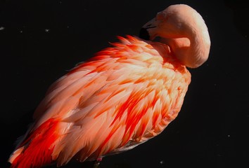 Naklejka premium Flamingo 