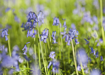 Spring Bluebells Field on the Morning Breeze