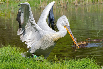 Dalmatian pelican (Pelecanus crispus)