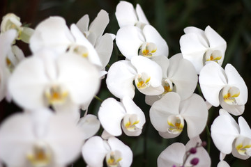 Obraz na płótnie Canvas White orchids on the leaves background