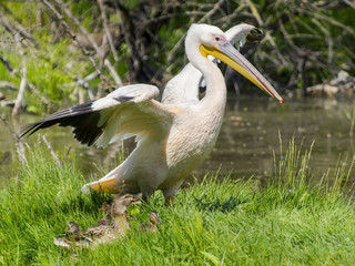 Fototapeta na wymiar Great white pelican (Pelecanus onocrotalus)