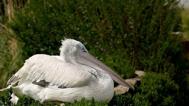 Pelikan