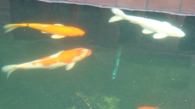 Koi Fish in pond