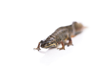 Smooth newt on white background