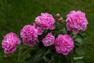 Bouquet of peonies with green background