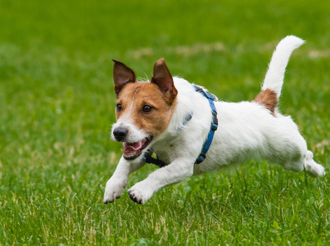 Running Jack Russell Terrier