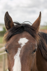 Obraz premium Close up view of the head of a brown horse.