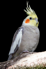 Cockatiel Parakeet Bird