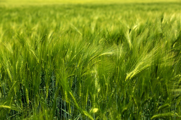 Close up of green barley field on day light