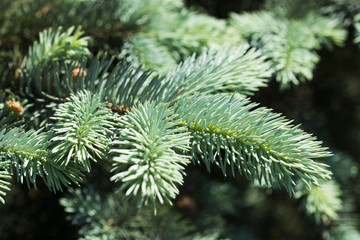 Blue spruce branches on a green background