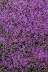 Obraz premium Close up view of a beautiful purple Vygie South African Succulent ground cover plant in the garden.