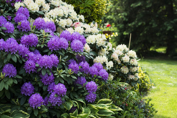 Two blooming rhododendron