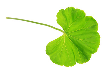 Fototapeta premium Green leaf isolated on white