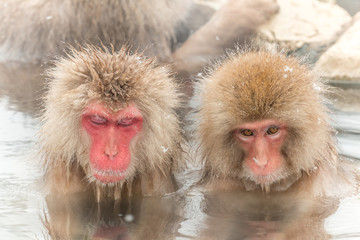 温泉のおさるさん Pretty child of the Japanese monkey