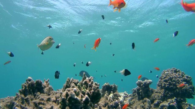  Schools of Sea goldie (Jevel fairy basslet)  