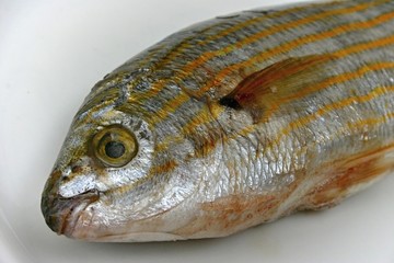 Salema porgy - sarpa salpa