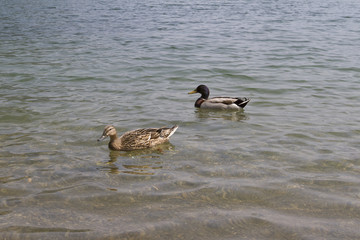 ducks on lake