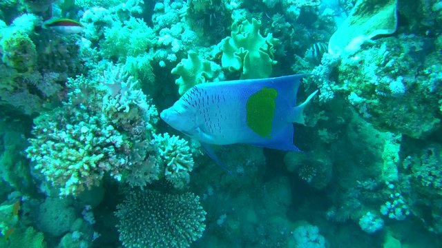 Close up of the Angelfish feeding on coral reef, Red sea, Marsa Alam, Abu Dabab, Egypt