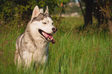 Siberian Husky on the field. Dog portrait.