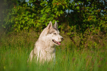 Naklejka na ściany i meble Siberian Husky on the field. Dog portrait.