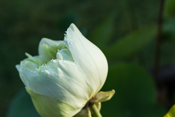 Fototapeta na wymiar The white lotus.