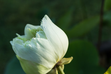 Fototapeta premium The white lotus.