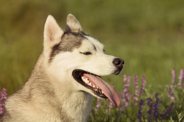 Siberian Husky on the field. Dog portrait.