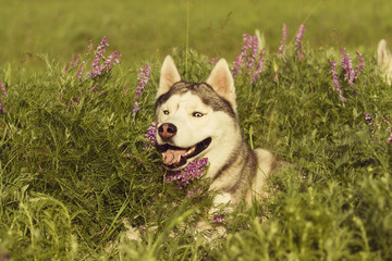 Siberian Husky on the field. Dog portrait.