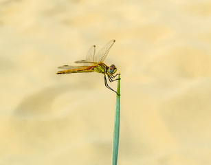 Dragonfly