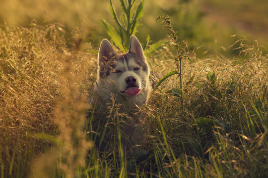 beautiful and cute fun  dog in sunset nature. Siberian husky.