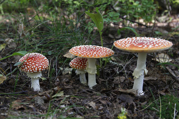 Mushrooms in the forest