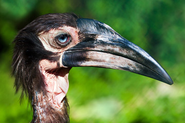 Southern ground hornbill (Bucorvus leadbeateri)